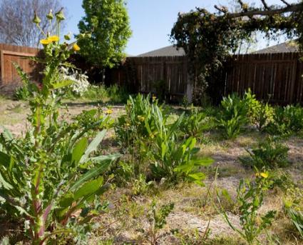 Lawn Weed Pictures