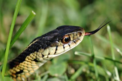 Pictures to Identify Garden Snake Types