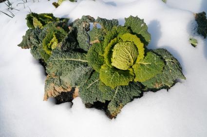Growing an Edible Winter Garden
