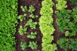 layout of a vegetable garden