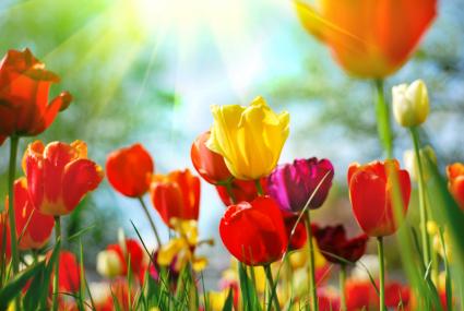 Starting a Garden