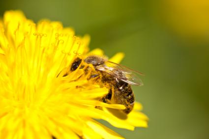 Plant Pollination