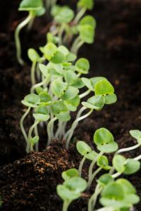 basil seedlings