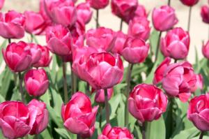 pink tulips
