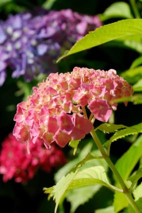 Beautiful hydrangea blossoms; Copyright Pippawest at Dreamstime.com