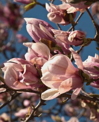 Magnolia tree; Copyright Debra Millet at Dreamstime.com