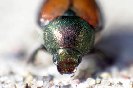 Japanese beetle closeup; Copyright Edthehead123 at Dreamstime.com