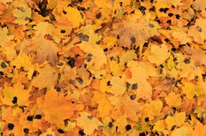 tar spot on dead leaves
