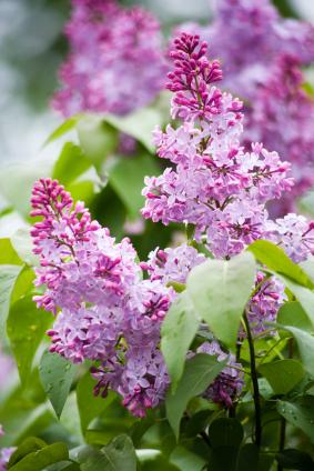 Syringa