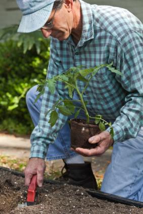 Planting tomatoes in a raised bed; Copyright Barbara Reddoch at Dreamstime.com