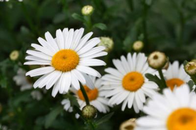 Shasta daisy