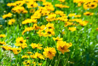 Coreopsis