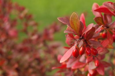 Barberry