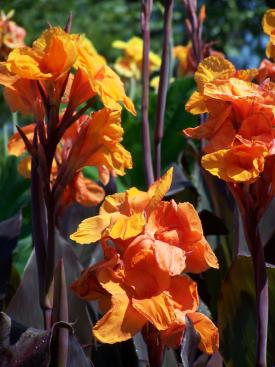 orange canna lily