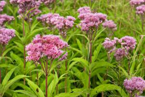 clusters of joe pye flowers