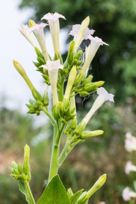 White nicotiana