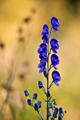 Monkshood flower stalk