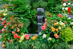 begonias and water feature