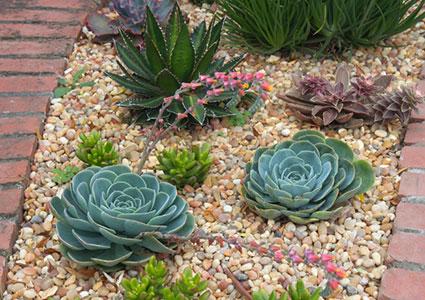 succulent landscape design ideas