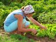 picking lettuce
