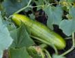 cucumber