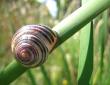 snail