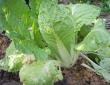 vegetable