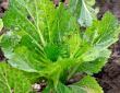 Worm-eaten Romaine