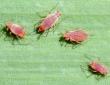 Aphids