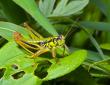 Grasshopper munching leaves