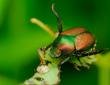 Japanese beetle