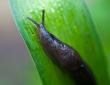Slug