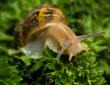 Snail