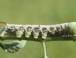 Tomato hornworms