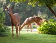 Deer grazing in the garden