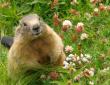 Groundhog