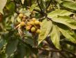 soapberry tree