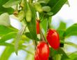 goji berry tree