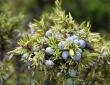 juniper tree