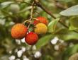 strawberry tree