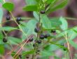 farkleberry tree