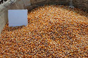 Barrel of maize