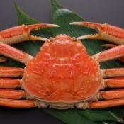 snow crab