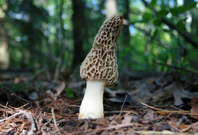 Morel Mushroom Pictures [Slideshow]