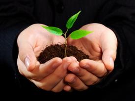 seedling in hands