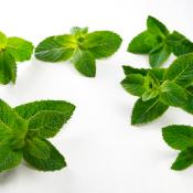 mint sprigs
