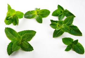 mint sprigs