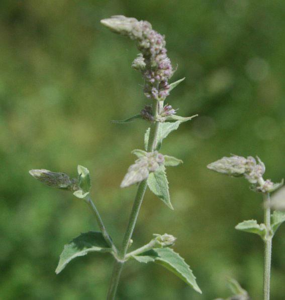 Types Of Mint Asian Mint