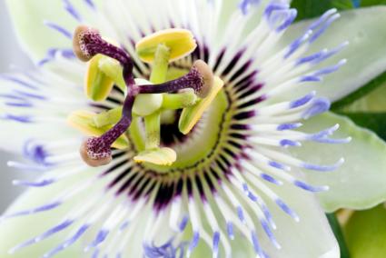 Passion Flower Extract on Passion Flower Facts  Slideshow