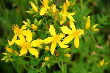 St. John's Wort flower